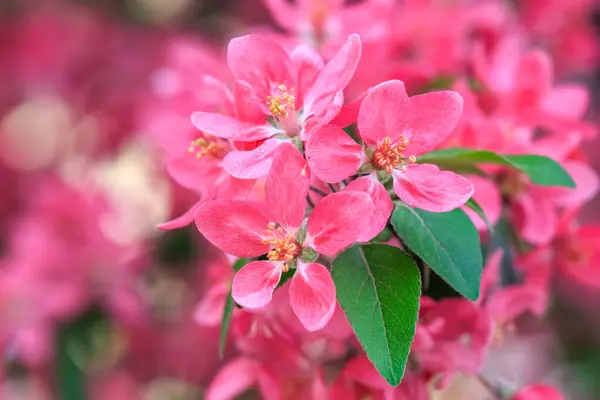 Ανοιξιάτικη Φωτογραφία Της Φύσης Ροζ Άνθη Στα Κλαδιά Των Δέντρων — Φωτογραφία Αρχείου