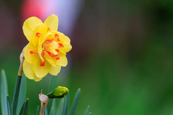 Daffodil Bloem Een Zonnige Lentetuin Selectieve Focus — Stockfoto