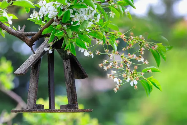 Bird Feeder Blooming Branches Spring Tree Beautiful Afternoon Sunlight — Stock Photo, Image