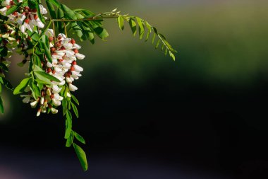 Beyaz akasya dallı çiçek arka planı. Robinia psödoacia ya da yaygın adıyla kara çekirge ağacı çiçeği.