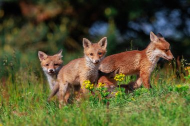 Young fox cubs cuddling and basking in the sun in May on a flower-covered meadow.