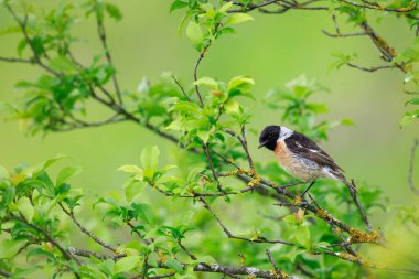 Beautiful spring scene as a European Stonechat bird curiously watches from a branch among the fresh green leaves.