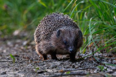 A cute little hedgehog setting out on its evening foray. clipart