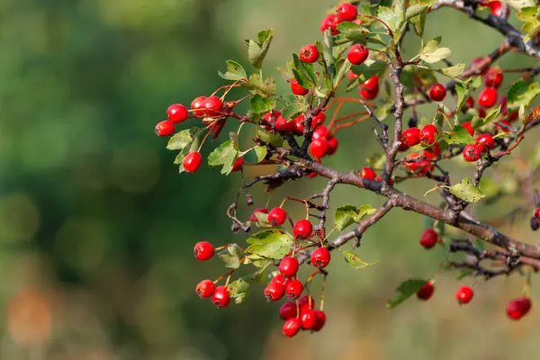 stock image Hawthorn red berries in nature, autumn seasonal background.