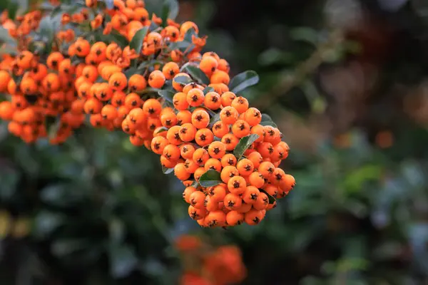 stock image Frost-covered firethorn berries clustered on a branch. A beautiful nature photo on a frosty morning.