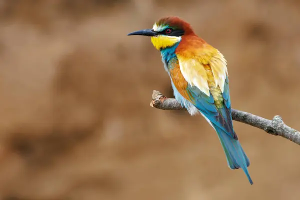 stock image European Bee-eater sitting on a stick.A stunning scene capturing the vibrant colors and elegant features of the European Bee-eater perched gracefully on a slender twig.