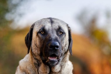  Genç Kangal köpeğinin güzel yakın plan portresi