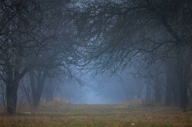 A beautiful nature photo of a frosty morning, as the mist descends among the trees in a deserted, barren orchard.The image captures the serene and quiet beauty of the moment, making it perfect for use in various holiday cards or as a seasonal backgro clipart