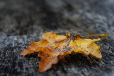 Ağaç gövdesindeki sararmış, kurumuş akçaağaç yaprağı sonbaharın başlangıcını ve zamanın akışını simgeliyor. Koyu kontrastlı güzel bir doğa fotoğrafı. (seçici odaklanma)
