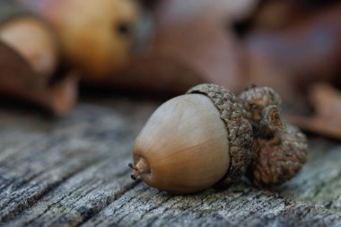 Ormandaki bir ağaç gövdesindeki çeşitli meşe palamudlarının yakın plan fotoğrafı. Güzel bir yakın çekim doğa fotoğrafı..