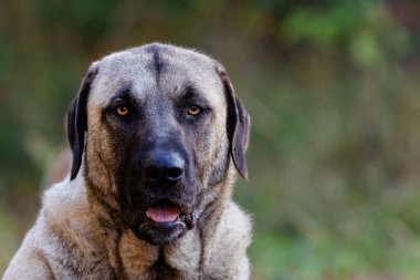 Güçlü ve görkemli özelliklerini sergileyen bir Kangal köpeğinin güzel yakın plan portresi..