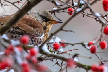 A fieldfare (Turdus pilaris) sits on a snow-covered hawthorn bush, its berries gleaming like ornaments on a Christmas tree. It?s a perfect image for a Christmas postcard or a festive background. clipart