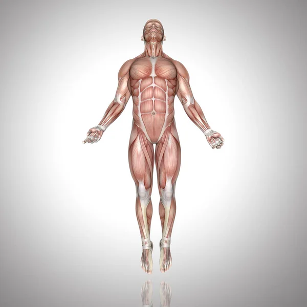 一个男性形象的三维渲染与肌肉地图在上升的姿态 — 图库照片
