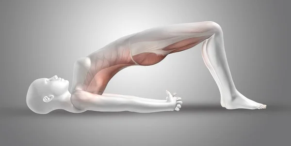 Rendering Una Figura Medica Femminile Posizione Yoga Con Muscoli Della — Foto Stock