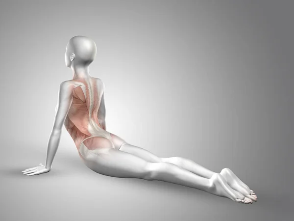 Yoga Pozisyonunda Sırt Kasları Vurgulanmış Bir Kadın Tıbbi Figürünün Boyutlu — Stok fotoğraf