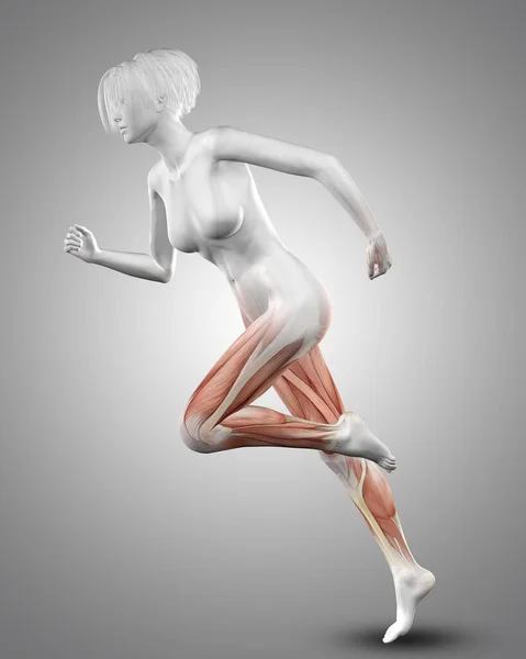 Rendering Una Figura Medica Femminile Esecuzione Con Muscoli Delle Gambe — Foto Stock
