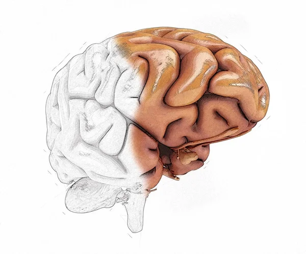 stock image 3D render of a human brain with half in sketched style