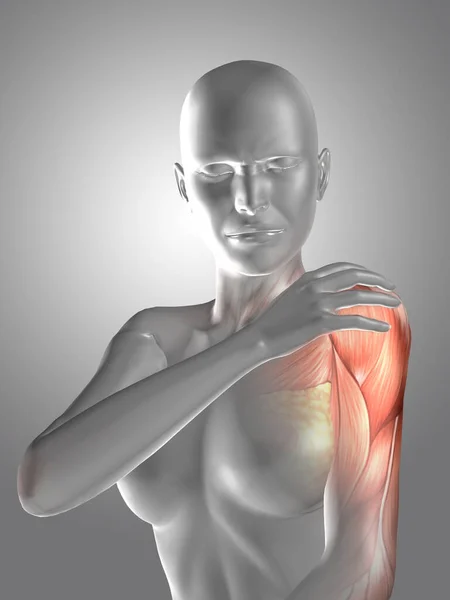 Render Female Medical Figure Holding Shoulder Pain Muscle Map Showing — Stock Photo, Image