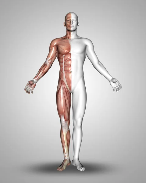 具有一半肌肉的男性医学形象的3D渲染 — 图库照片