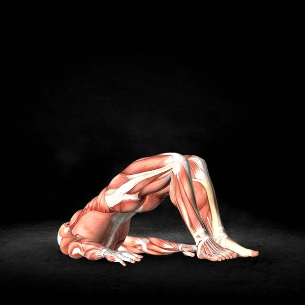 Render Male Medical Figure Muscle Map Double Leg Bridge Pose — Stock Photo, Image
