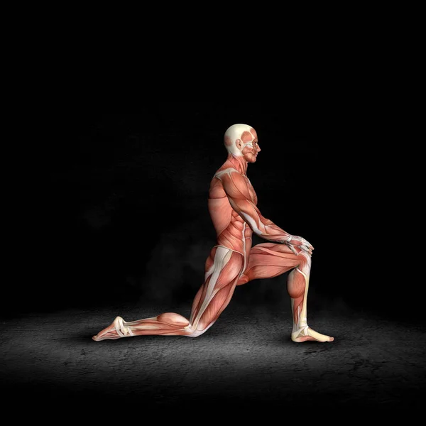 Representación Una Figura Médica Masculina Con Mapa Muscular Pose Estiramiento —  Fotos de Stock