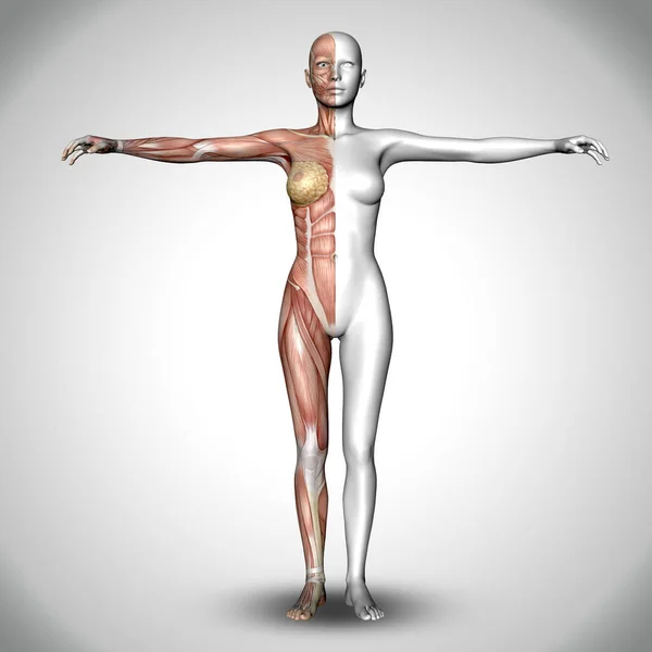 Render Medical Female Figure Half Body Showing Muscle Map — Stock Photo, Image