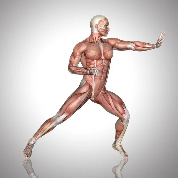 Renderização Uma Figura Masculina Com Mapa Muscular Pose Karatê — Fotografia de Stock