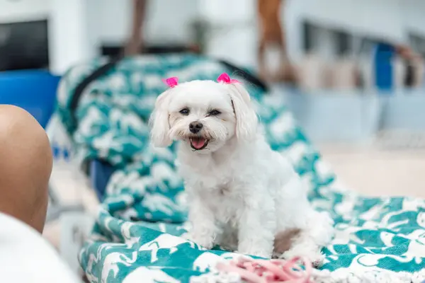 Şirin Beyaz Köpek Evde Rahatlıyor