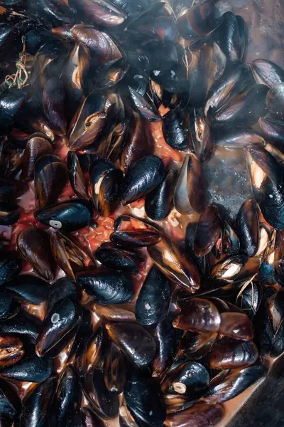 stock image Fresh Cooked Mussels in Herbs Close-up