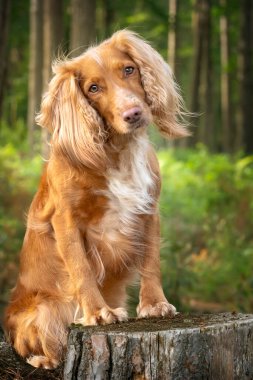 Altın bronz tenli ve beyaz cocker spanyel portresi bir ormanda yakın mesafede. Doğrudan kameraya bakıyor, muhteşem bir baş eğme ile. Çok ilginç bir poz. Pençelerini bir ağaç kütüğünün üzerinde dinlendiriyor..