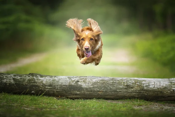 stock image Golden tan and white working cocker spaniel flying and jumping over a fallen tree log.  Strong fast action image looking directly at the camera and very happy.