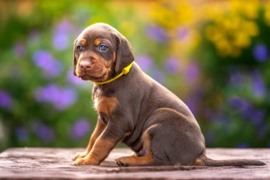 Dört haftalık Sprizsla köpeği. Vizsla ile Springer Spaniel 'in karışımı. Bu köpek yavrusu kahverengi, bronz tenli ve sarı yakalı kameradan uzağa bakıyor.