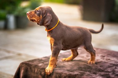 Dört haftalık Sprizsla köpeği. Vizsla ile Springer Spaniel 'in karışımı. Bu köpek yavrusu bronz tenli ve kahverengi ve turuncu bir tasma takıyor.