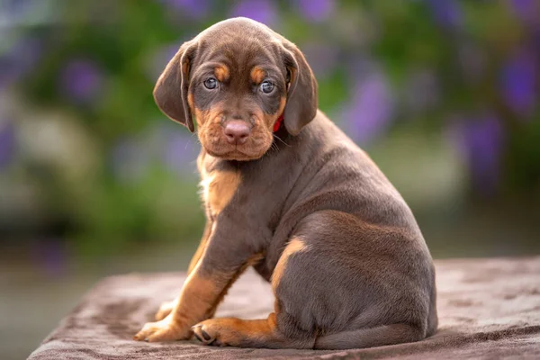 Four week old Sprizsla puppy - cross between a Vizsla and a Springer Spaniel.  This puppy is brown and tan in colour and looking at the camera and is wearing a red collar