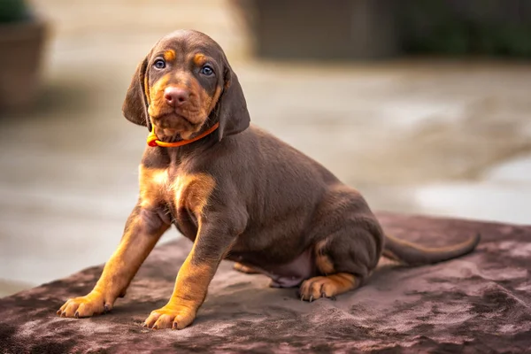 Four week old Sprizsla puppy - cross between a Vizsla and a Springer Spaniel.  This puppy is brown and tan in colour and looking at the camera and is wearing an orange collar