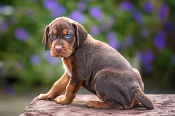 Four week old Sprizsla puppy - cross between a Vizsla and a Springer Spaniel.  This puppy is brown in colour and looking at the camera wearing a dark blue collar