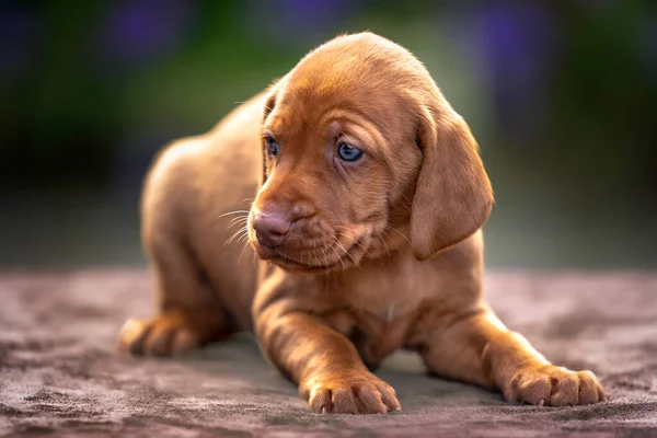 Four week old Sprizsla puppy - cross between a Vizsla and a Springer Spaniel.  This puppy is light fawn in colour and looking away from the camera wearing a pink red collar