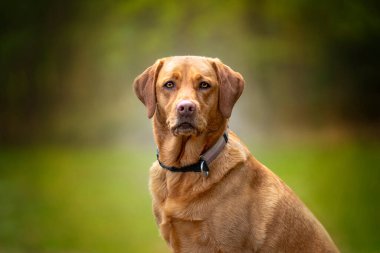 Fox Red Labrador oturuyor ve ormandaki kameraya bakıyor. Kelimeler ve reklamlar için bir sürü boş alan var..  
