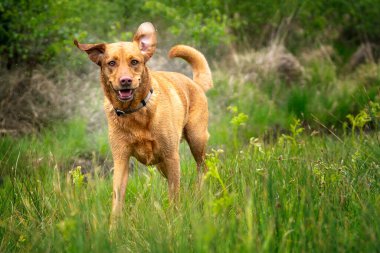 Tilki Kızıl Labrador 'u, mutlu bir yüzle ormanda titreyerek kuruyor.
