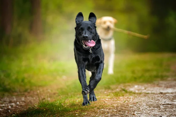 Zwarte Labrador Rent Een Bos Snelheid Met Zijn Tong Eruit — Stockfoto