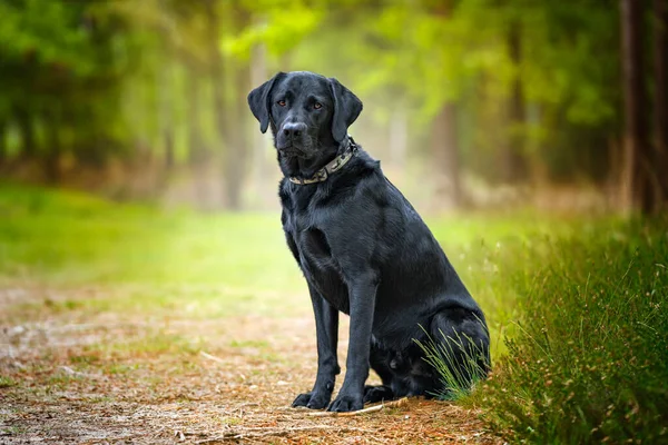 Black Labrador Zit Het Bos Kijkt Naar Camera Met Veel — Stockfoto