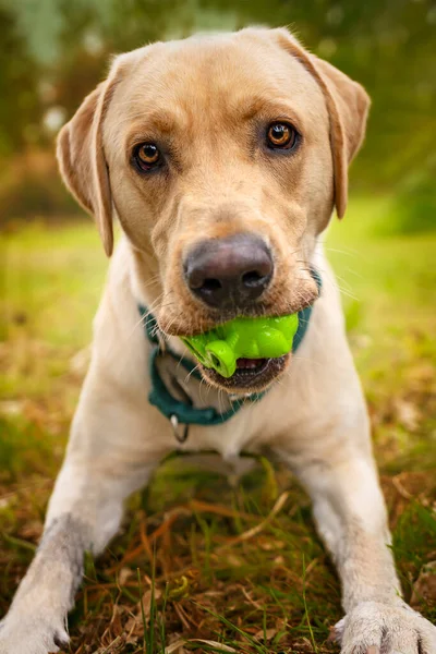 Puppy dog eyes from a Yellow Labrador in the forest with a green toy in his mouth.  His eyes are hazel brown and looking directly at the camera