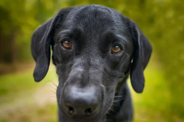 Close up of those Puppy Dog eyes of a black labrador.  His eyes are in sharp focus as he looks directly at the camera