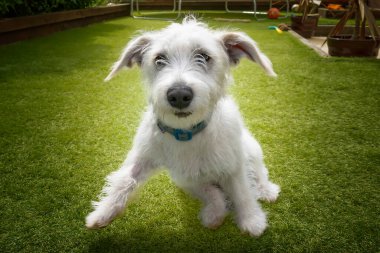 Altı aylık Beyaz Jackapoo yavrusu. Jack Russell ve Fino köpeği karışımı. Bahçesinde havalanmaya hazırlanıyor.