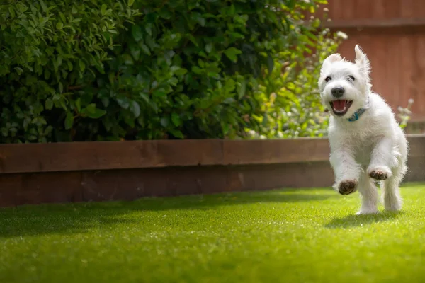 Altı aylık Beyaz Jackapoo yavrusu - Jack Russell ve Fino köpeği - bahçesinde çok mutlu görünüyor.