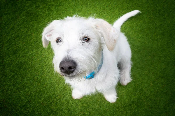 stock image Six month old White Jackapoo puppy - a cross between a Jack Russell and a Poodle.  Looking down on top of him at his puppy dog eyes