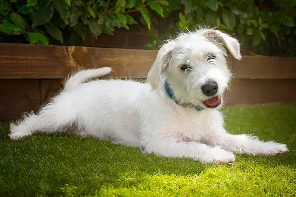 Altı aylık Beyaz Jackapoo yavrusu. Jack Russell ve Fino köpeği karışımı. Yakın plan çekimde başını kaldırmış çimlere uzanmış ve başını eğmiş, çok mutlu bir köpekti.