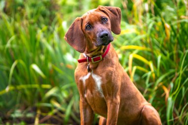 Altı aylık Rodezya Ridegback köpeği başı eğik kameraya bakıyor, renkli yavru. Çok tatlı. Kafa ve omuzlar..