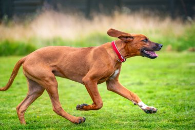 Altı aylık Rodezyalı Ridegback yavrusu. Bu köpek yavrusu hafif renkli ve soldan sağa doğru koşuyor..