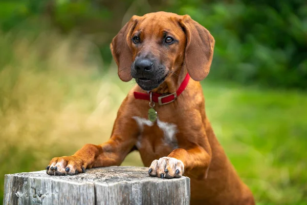 子犬の目で木の切り株に達する6ヶ月の古いローデシアRidegback子犬 超可愛いファンカラーもちょっと離れたところを見ながら — ストック写真
